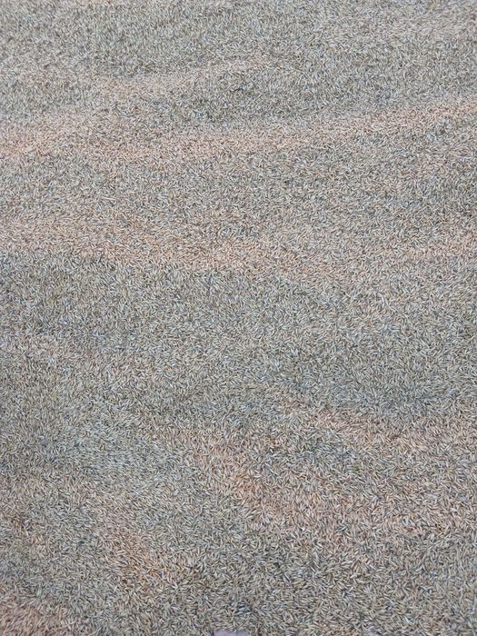 Ппрдам посівний  овес