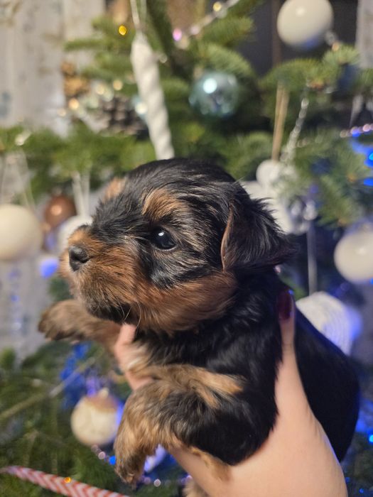 (Rezerwacja) York dziewczynka wielkość standard udokumentowane pochodz