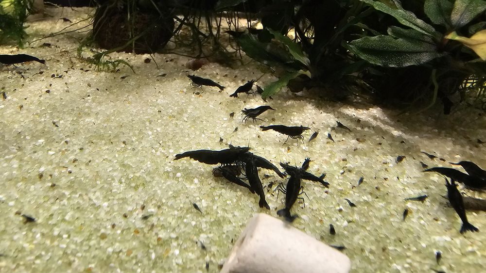 Krewetki black czarne krewetka black 1 szt.