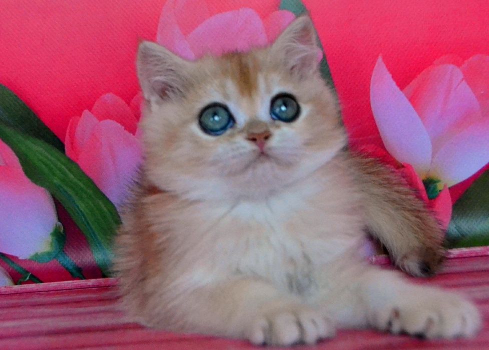 Британська  красуня золота шиншила