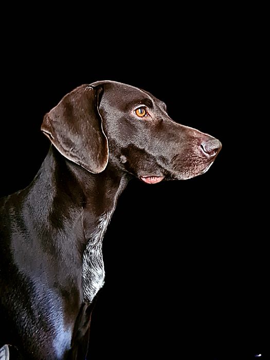 Курцхаар дівчинка чекає нареченого