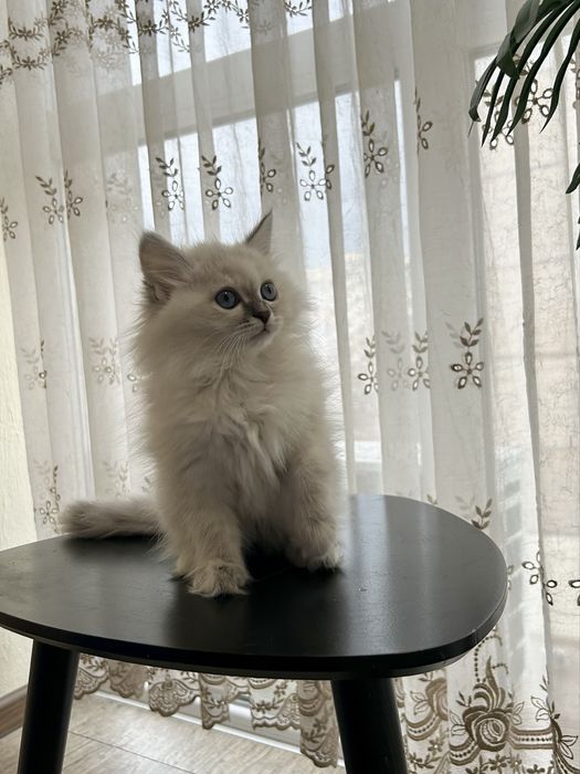 Котеня невське маскарадне