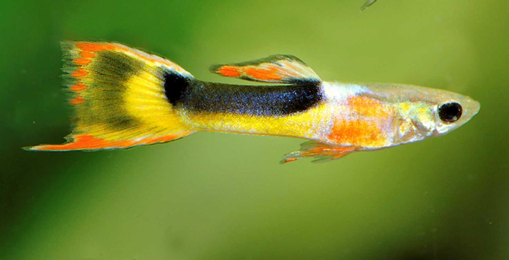 Gupik Endlera odmiana RED CHEST - Poecilia wingei - dowóz, wysyłka