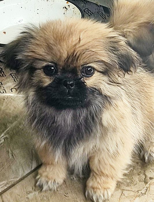 Продам цуценят пекінеса