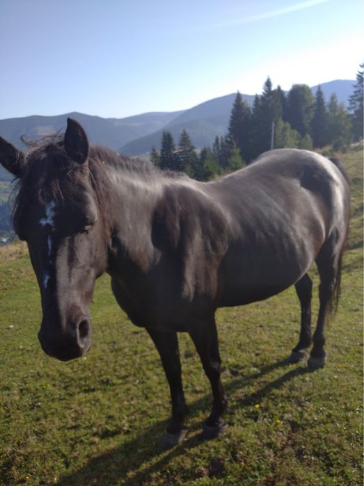 Продається кобила