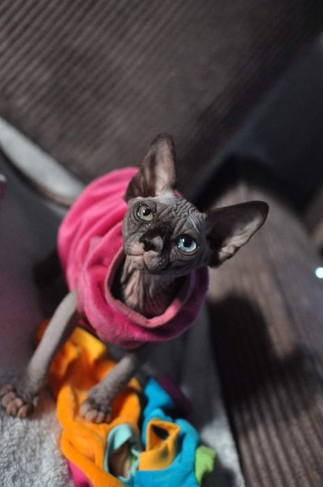 sfinks odd Eyed 63 kotka