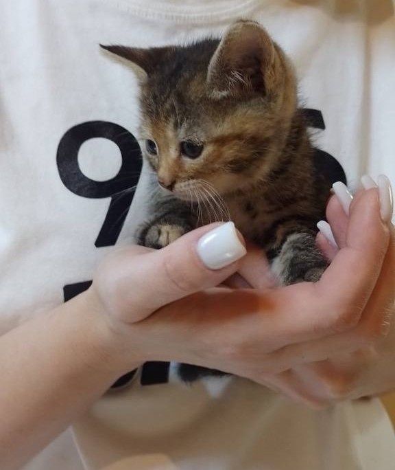 Кошеня Терміново Котеня (дівчинка)