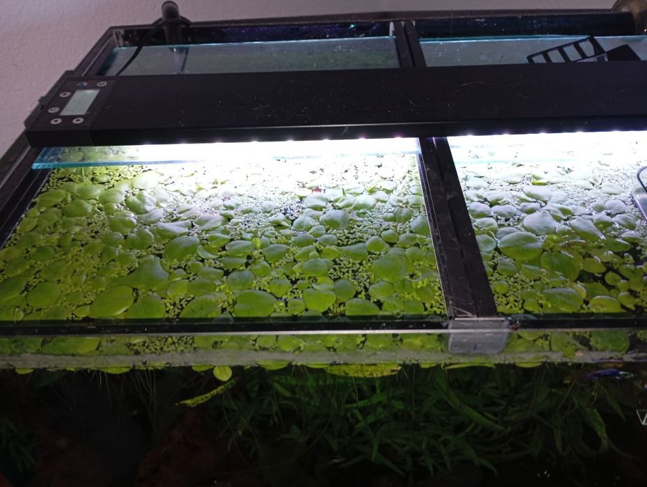 Plantas superficie para aquário