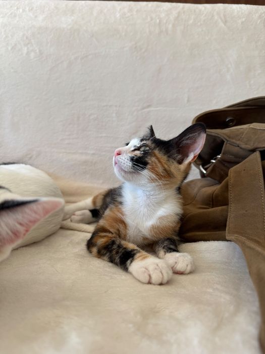 Adoção responsável Iris