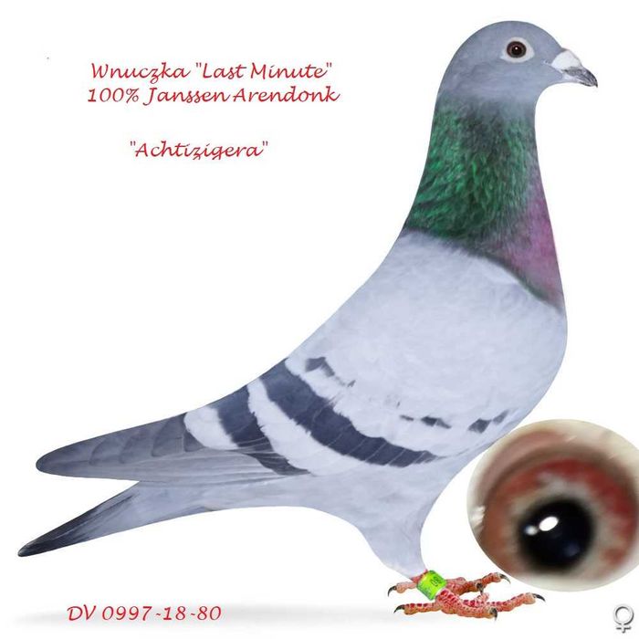 ***Top 100% Gerb. Janssen ***