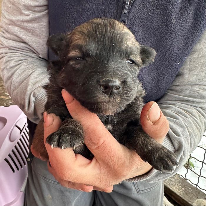 Малюк шукає сімʼю