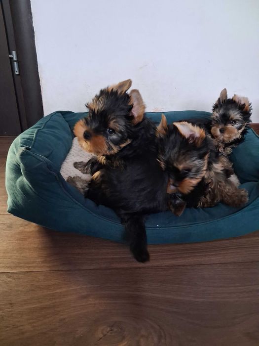 York Yorkshire Terrier szczenięta