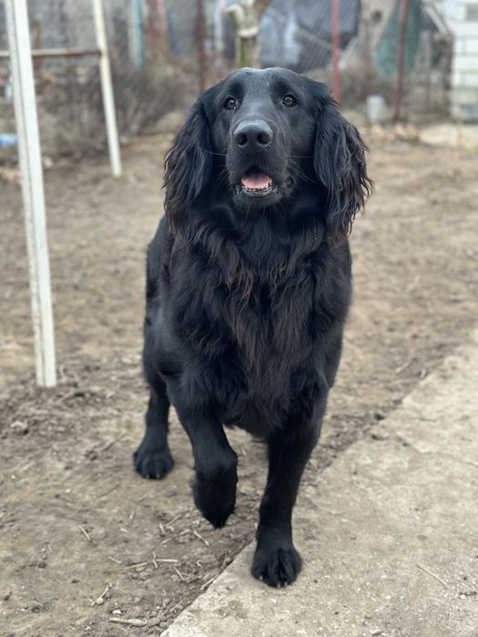 Прямошерстный ретривер