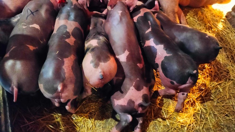 Хряки на плем'я Петрен