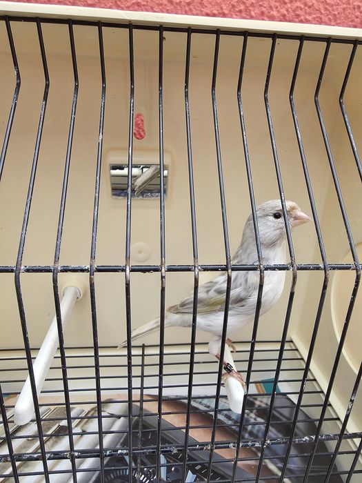 Canarias de 2024 e macho de 2025