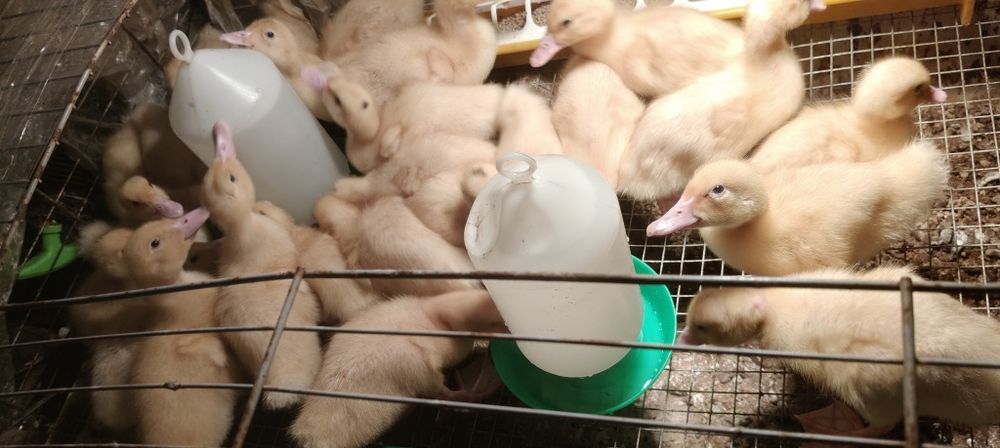 Kaczki Pekin i mulat