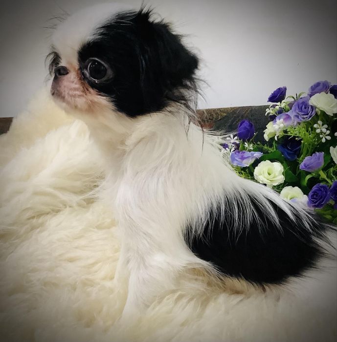 Японський хін, дівчинка