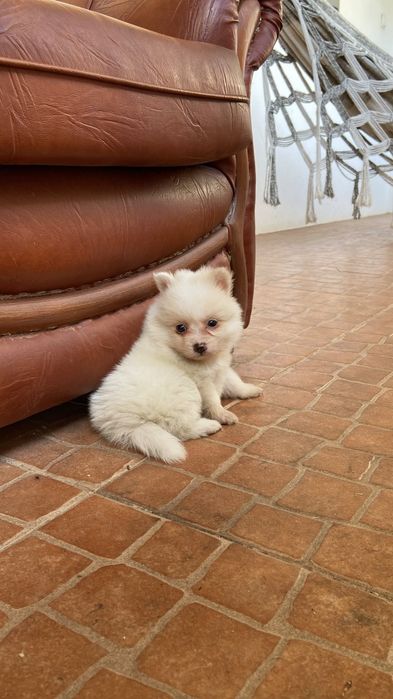 Spitz alemão ( Lulu)