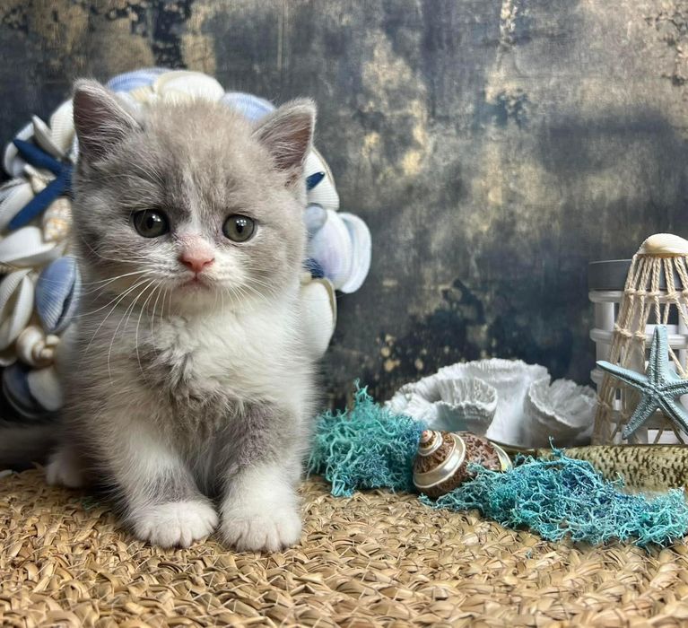 Kotka brytyjska krótkowłosa FPL rodowód wyprawka