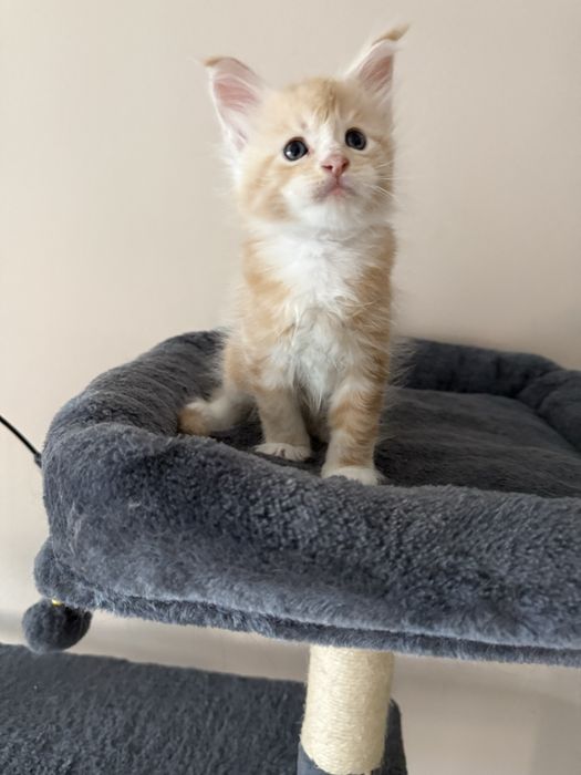 Gatinho Maine Coon