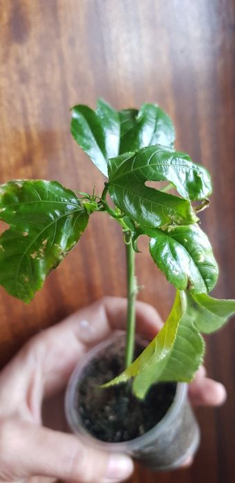 Роланд Єдуліс пасіфлора