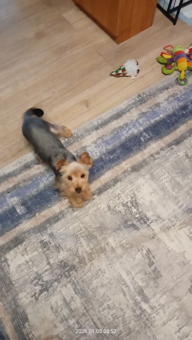 Suka yorkshire terrier