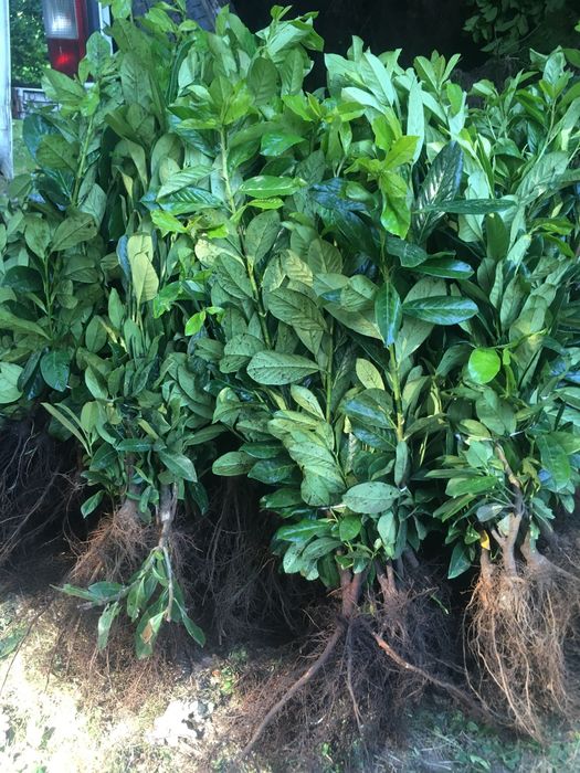 Laurowiśnia  Novita Rotundifolia i nne