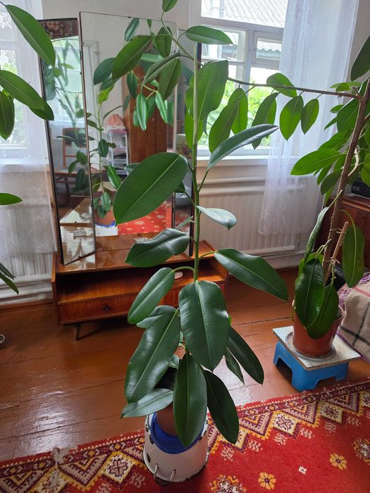 Фікус каучуконосний (Ficus elastica) з великим, шкірястим листям
