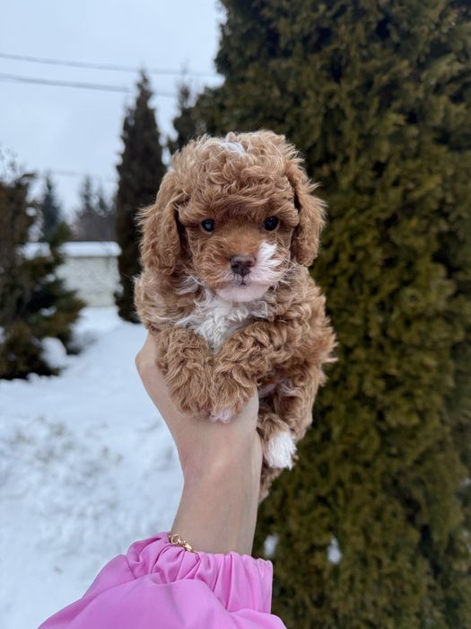 Міні карамельні мальтипу