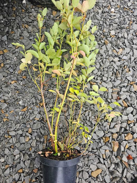 Borówka!Sadzonki od Producenta! 4 LETNIE!Mocne i Zdrowe!CAC do 90cm!