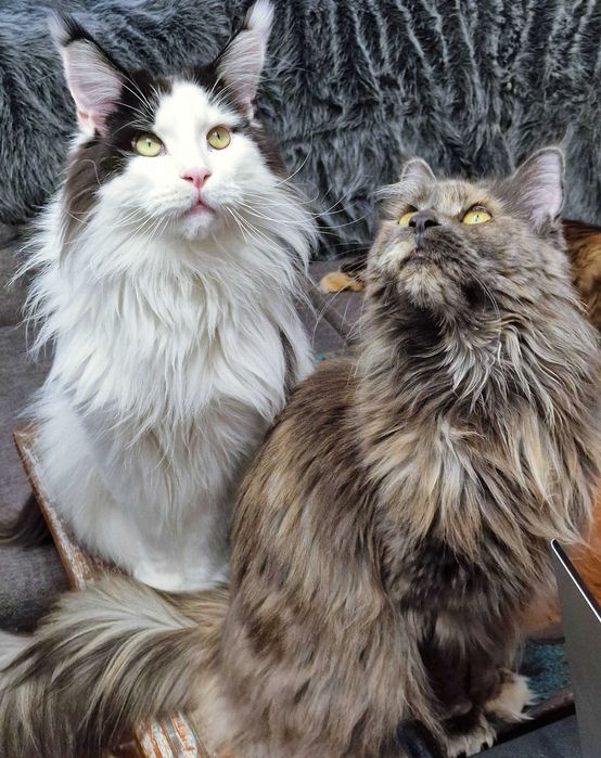 Angielski korepetycje, konwersacje