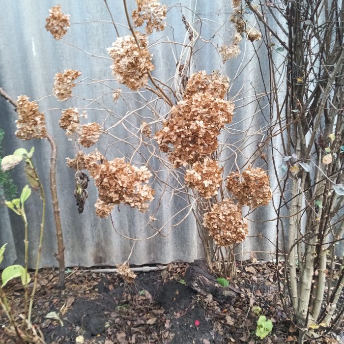 Цветы  укоренённые,семена . Продам,  перешлю. Цены уточняйте