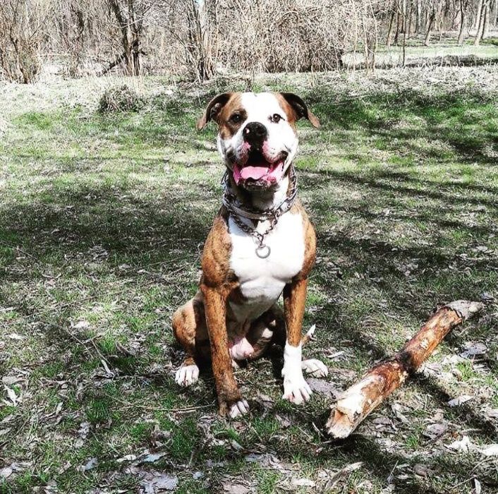 Американський бульдог Вязка