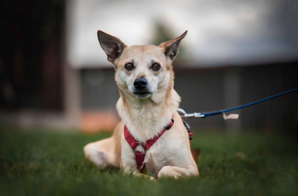 Drobniutka Nebula szuka domku