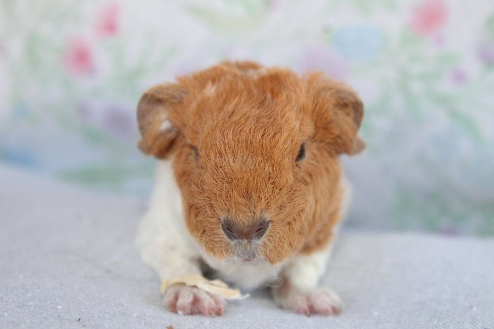 Us teddy świnka morska samiczka. Kawia domowa teddy