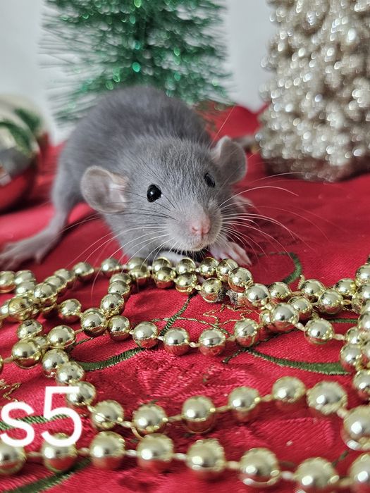 Szczur szczury szczurki