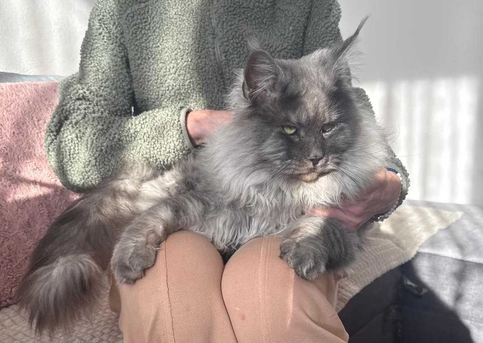 Bentley - Piękny kocurek Maine coon/prawdziwa domowa chodowla/