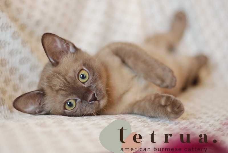 Шикарная малышка американской бурмы!