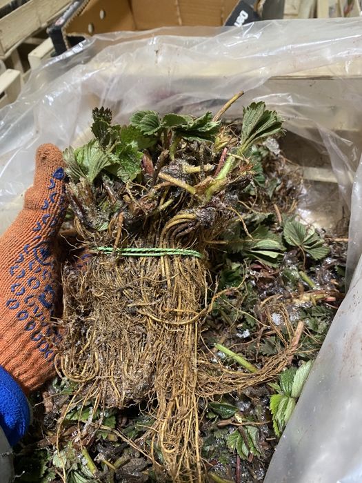 Саджанці полуниці фріго клубника фриго саженцы клубники розсада полуни