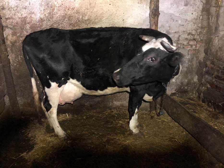 Продам корову молочну