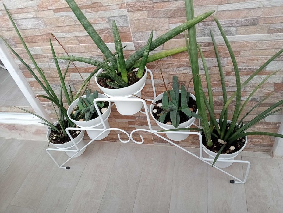 Plantas naturais