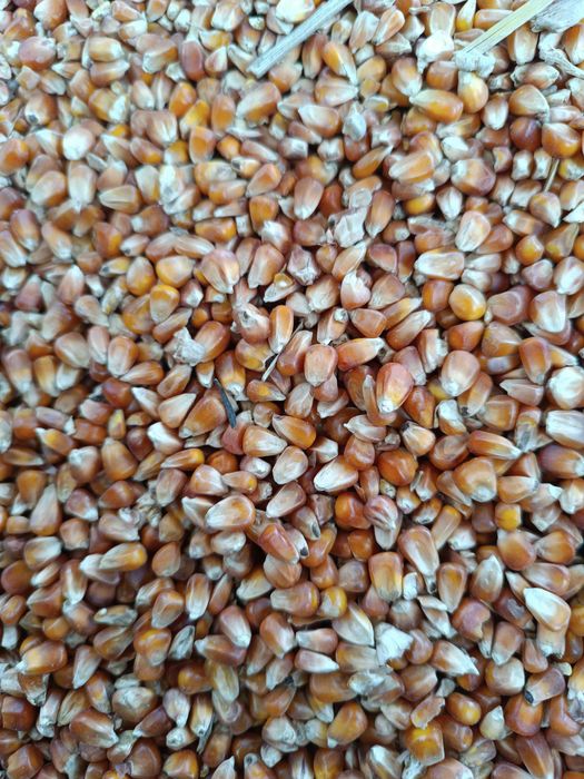 Kukurydza czerwona drobna