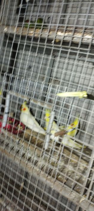 Vendo caturras e kakarakis