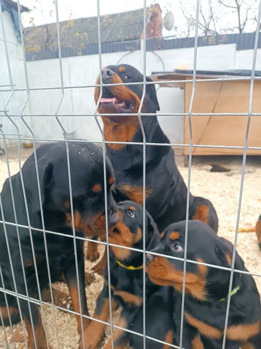 Цуценята ротвейлера.