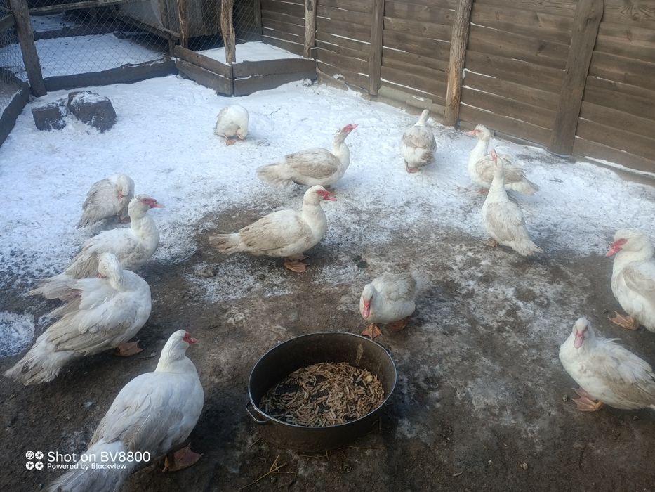 Інкубаційні яйця яєчних курей домінант 107