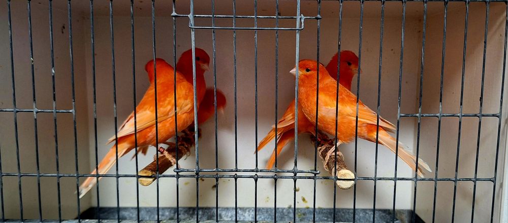 Kanarki samice 2024r.