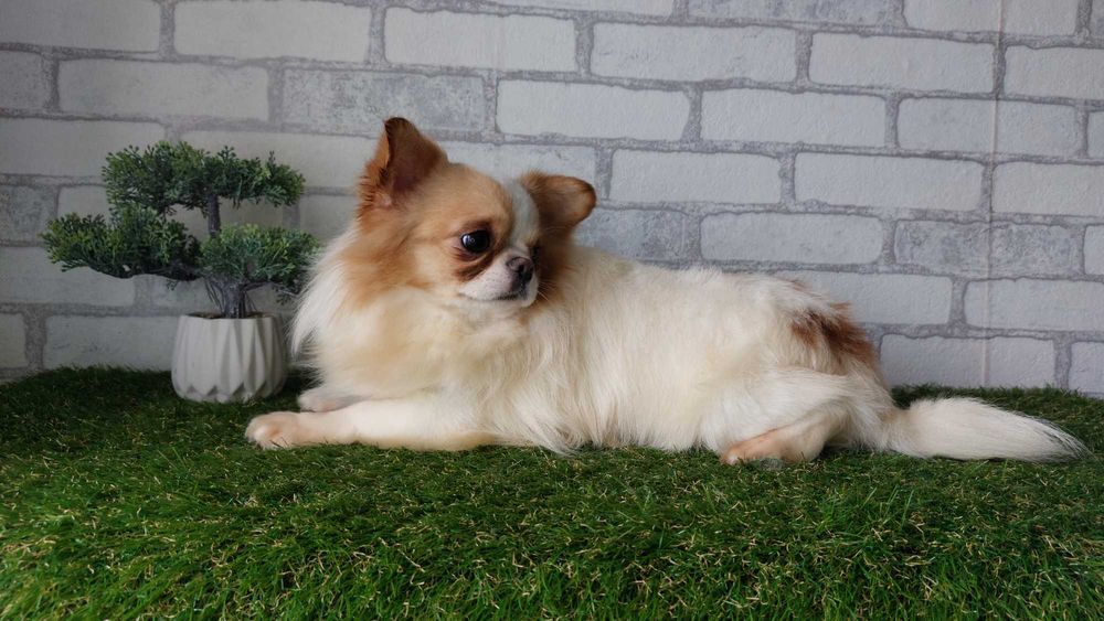 Хлопчик довгошерстий Чихуахуа