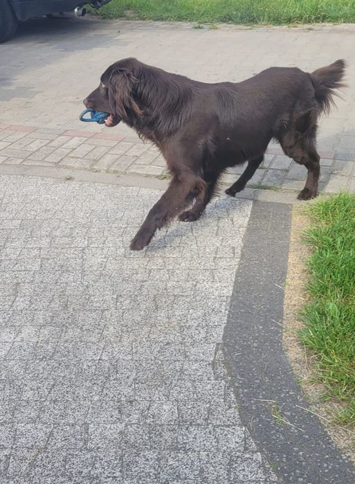Flat Coated Retriever