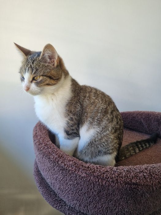 Kocurek Igor szuka domu