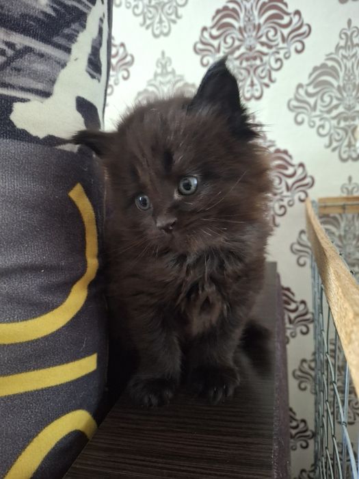 Порода, которую видно сразу: котята мейн-кун в окрасе чёрный дым